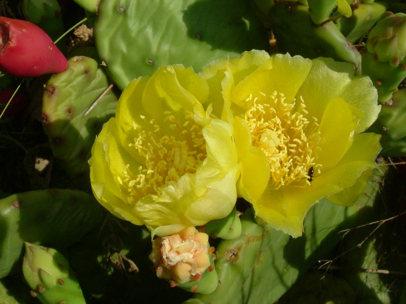 Opuntia humifusa / Fico d''India nano